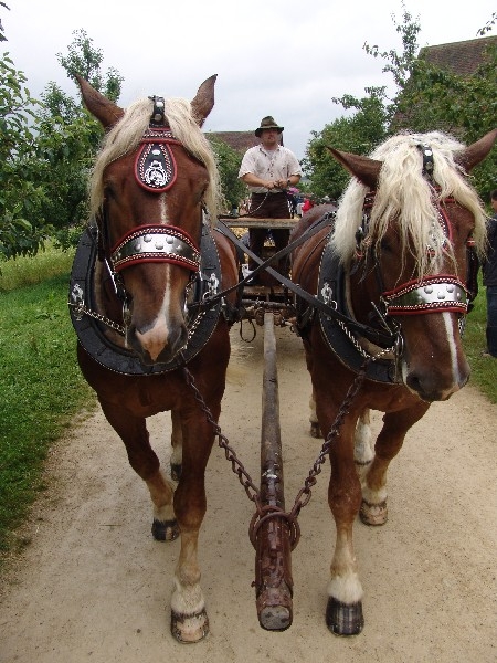 freilichtmuseum_fuhrmannstag85f4