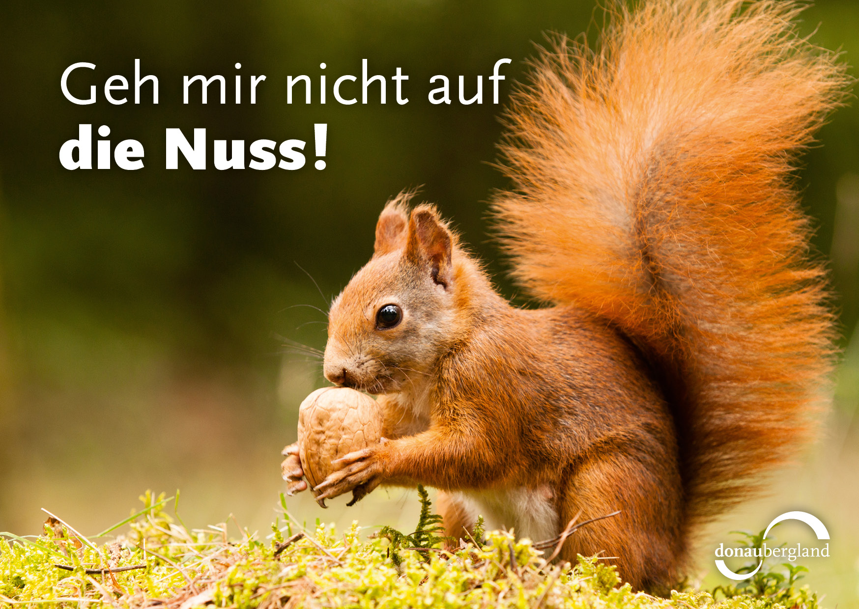 geh-mir-nicht-auf-die-nusss