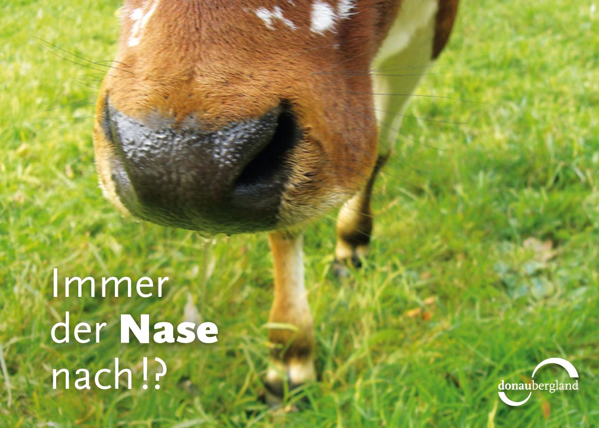 immer-der-nase-nach