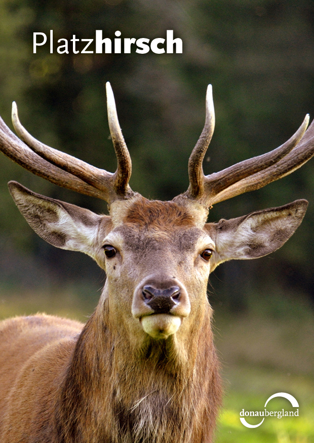 platzhirsch