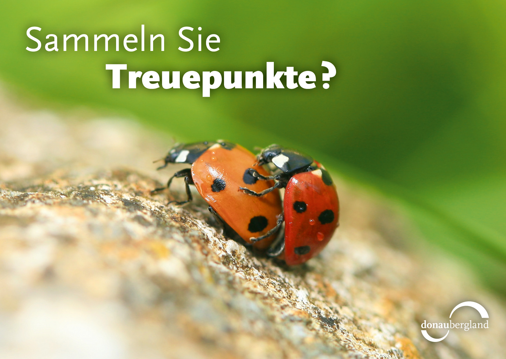 sammeln-sie-treuepunkte