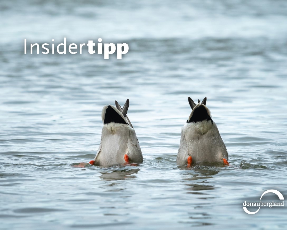 postkarte_insidertipp_quadratisch Geheimtipp Wasser