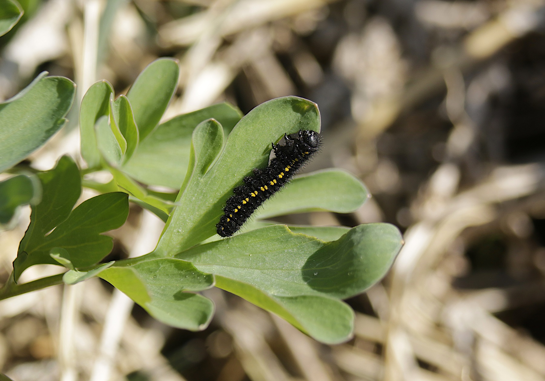 Schwarezr Apollo - Raupe