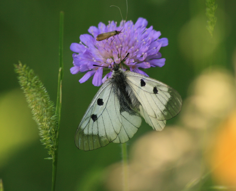 Schwarzer Apollofalter an Blüte