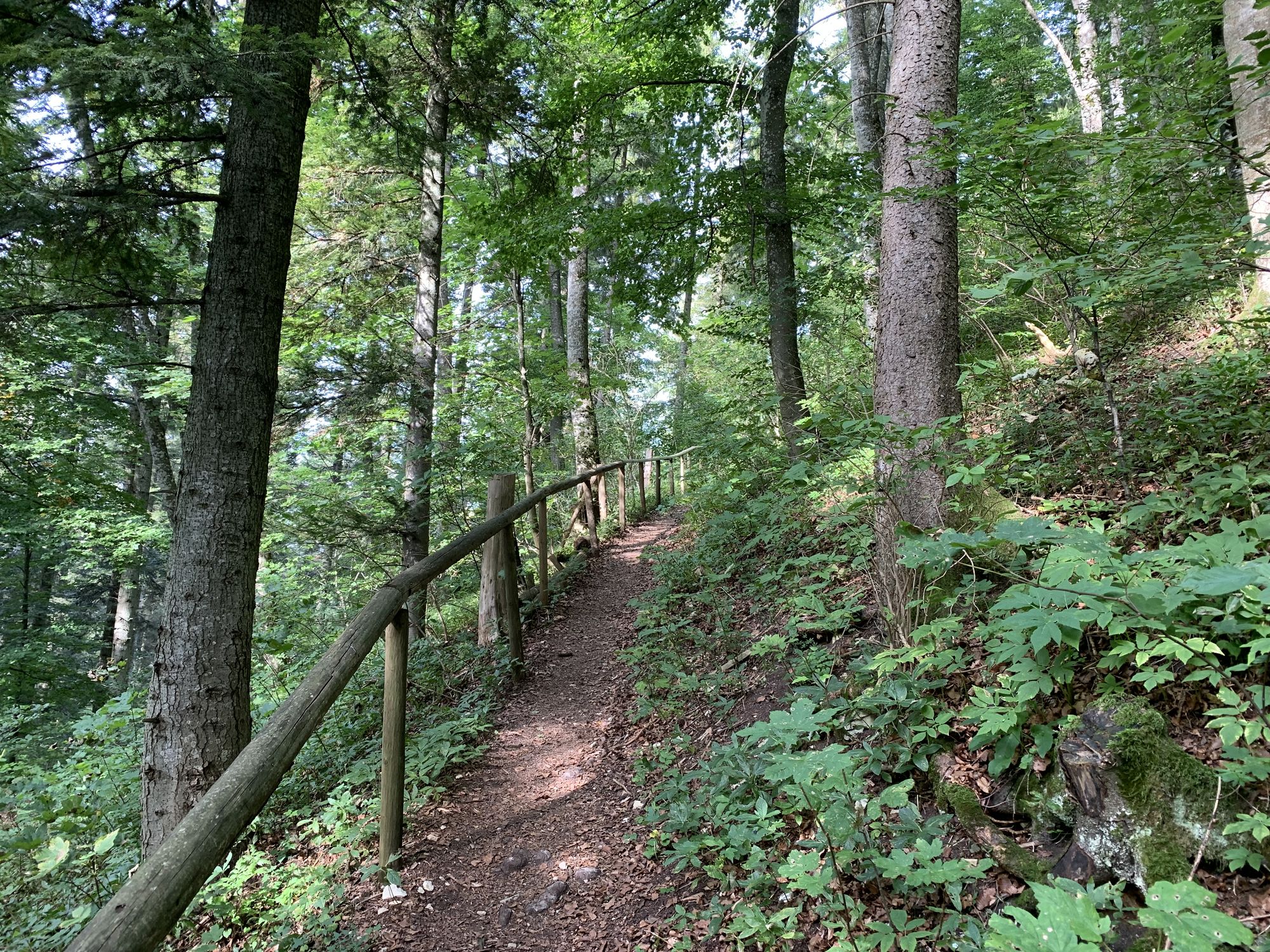 donaubergland_turm-rundweg_wanderweg-im-wald-jpg