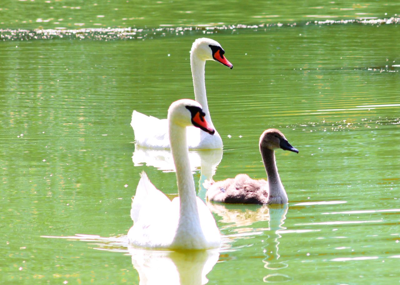 sauldorfer_seen_schwanenfamilie