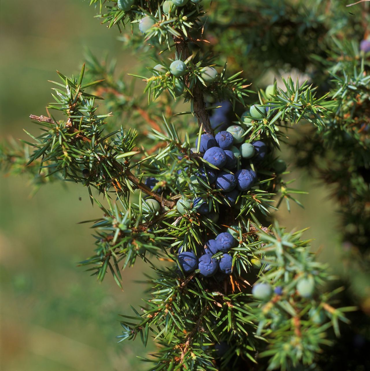 kraftstein-runde_wacholder_