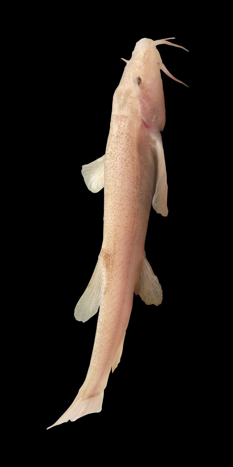 hhlenfisch